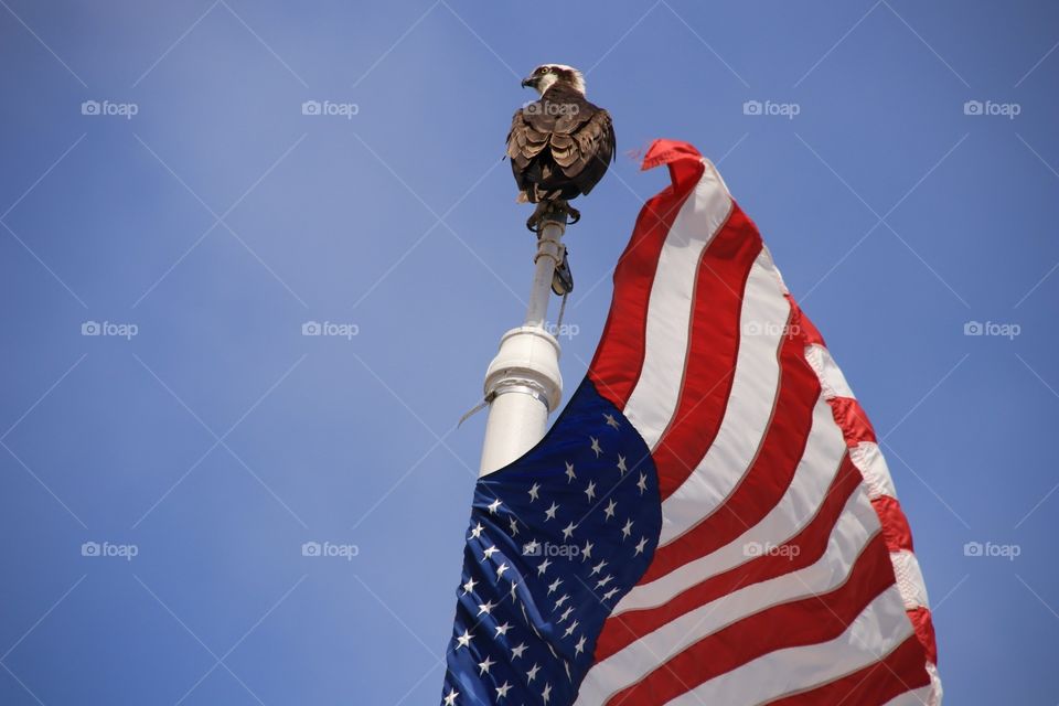 American Pride, Osprey and USA