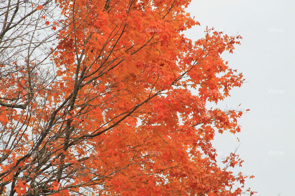 Fall leaves orange