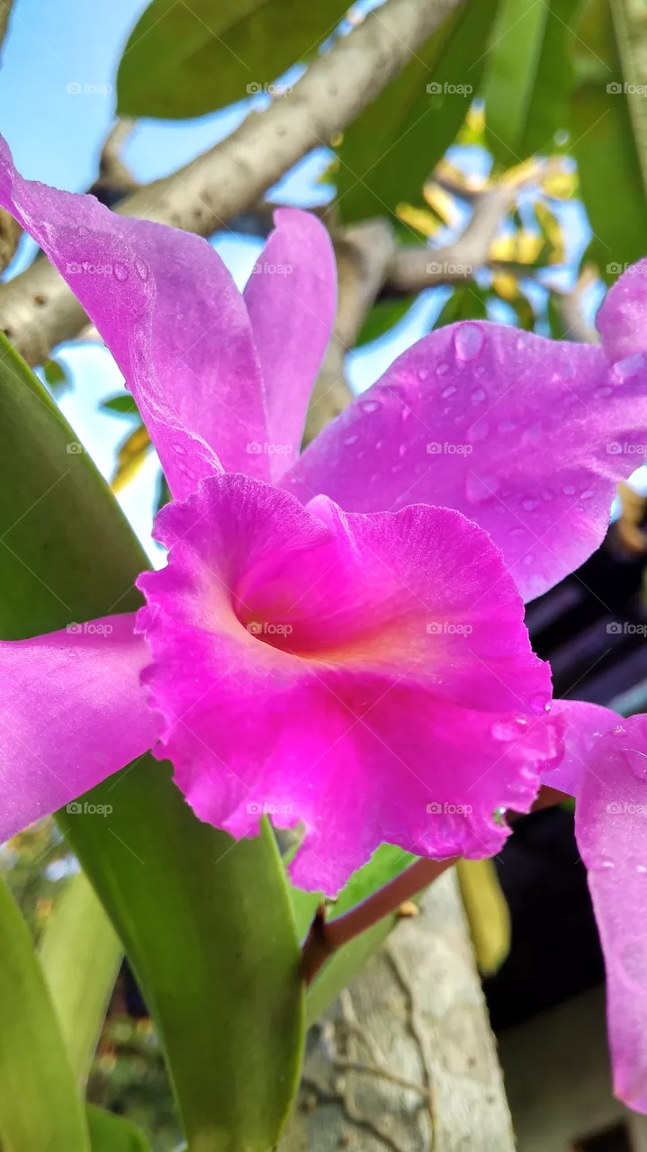 flower