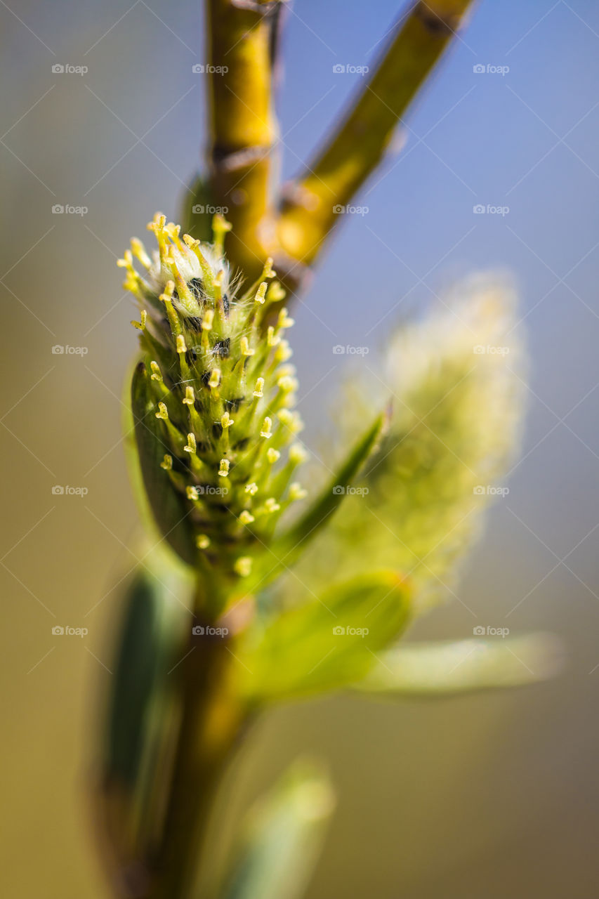 Sprouting plant