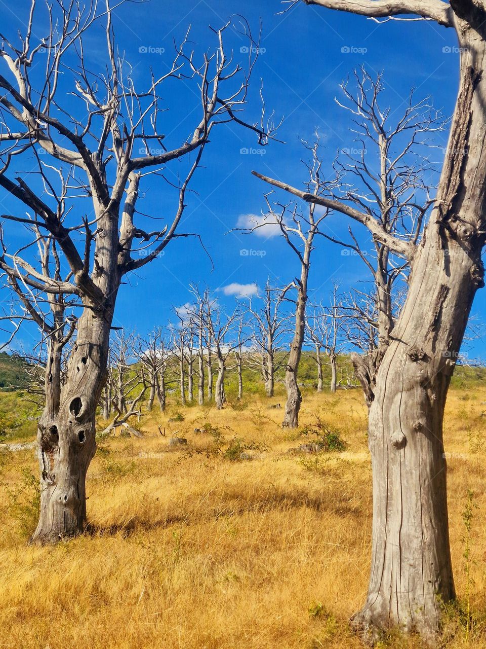 dry forest