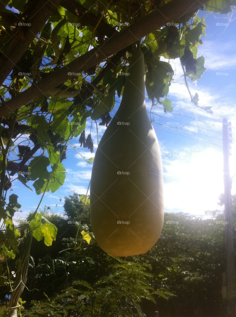 Fruit
Nature
Sun
Vegetabel
Tree