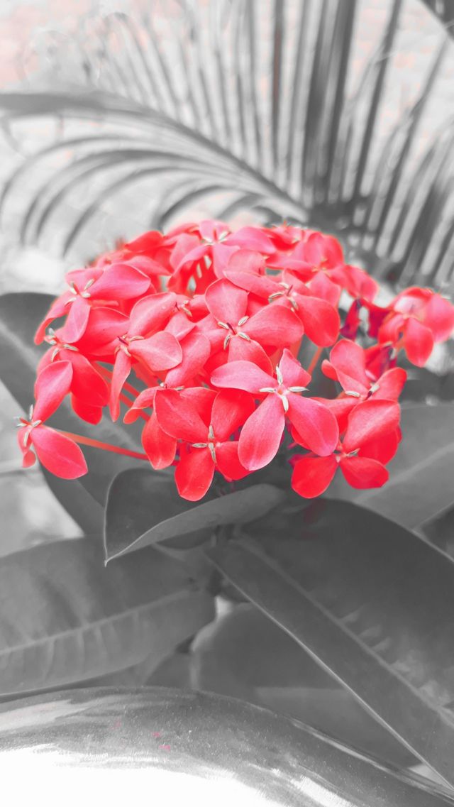 Flowers 🥀❤️