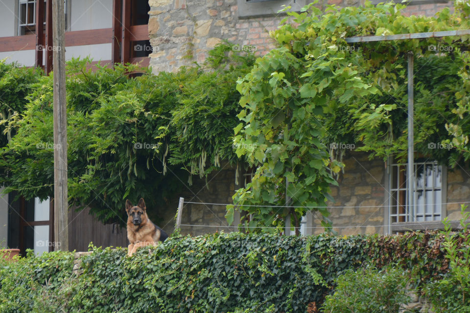 Canine lookout at Astino - Bergamo, Lombardy, Italy.