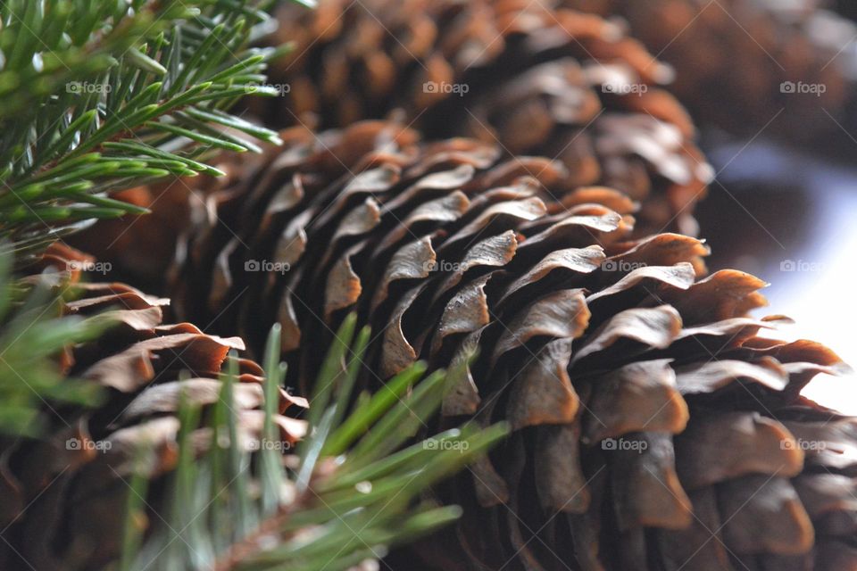 cones nature Christmas decorations winter holiday