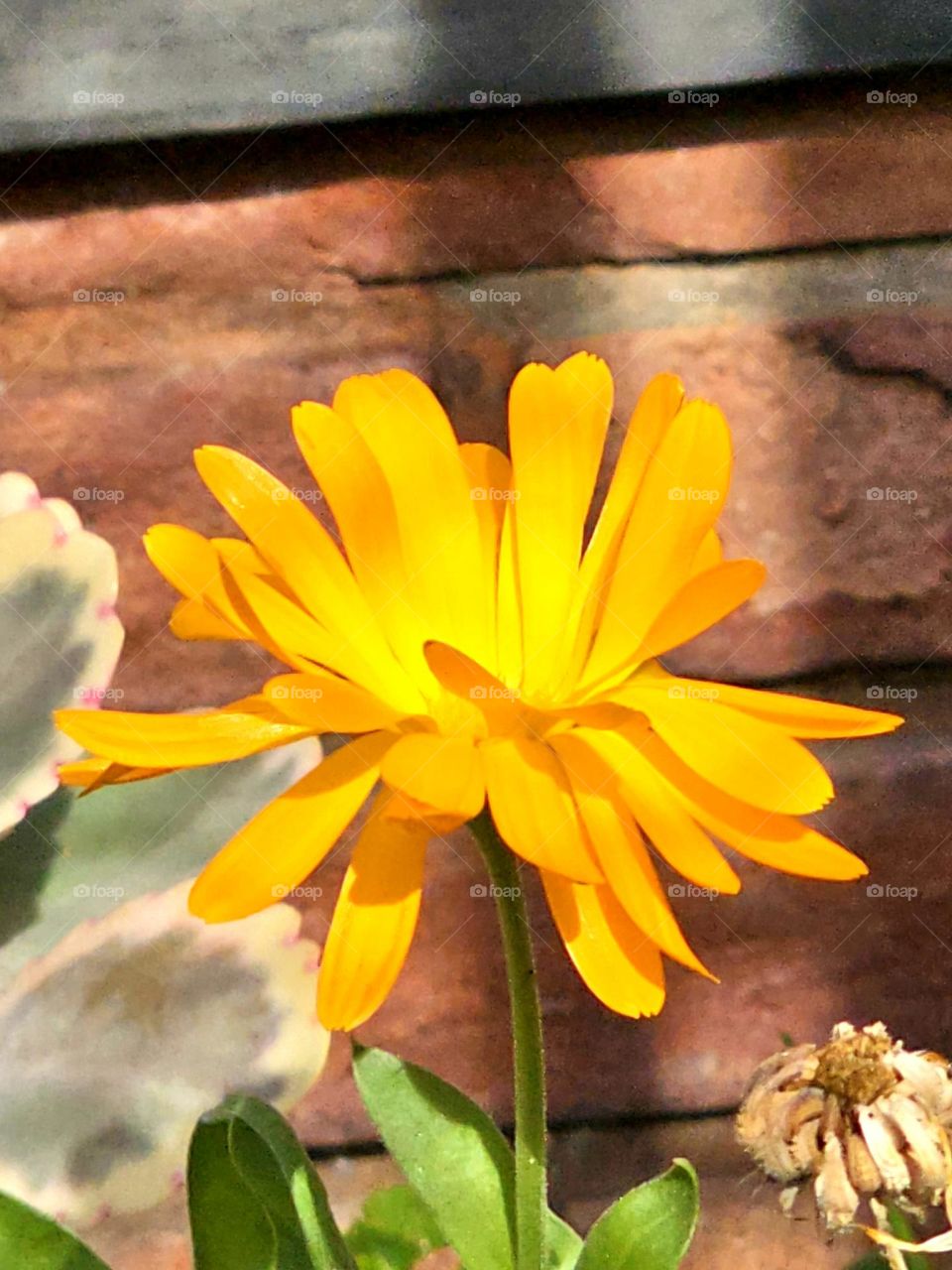 Most gorgeous yellow flower / bellisima flor amarilla