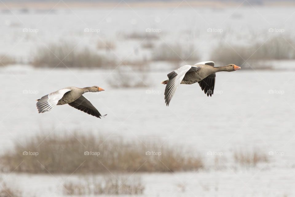 A couple of geese birds flying low together over wetland 