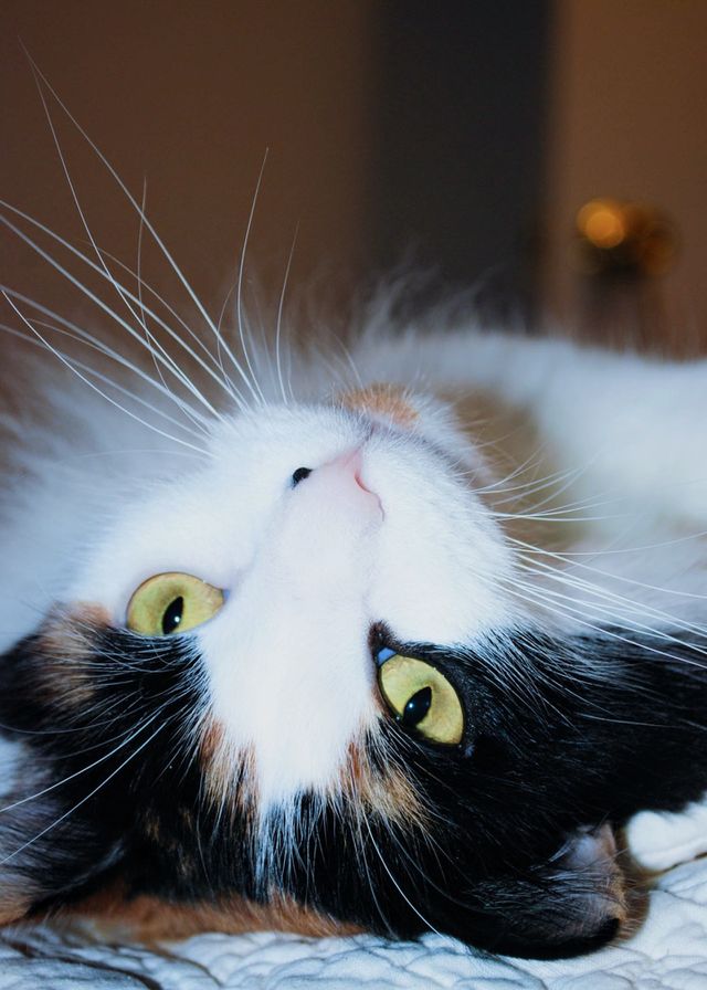 portrait with my cat