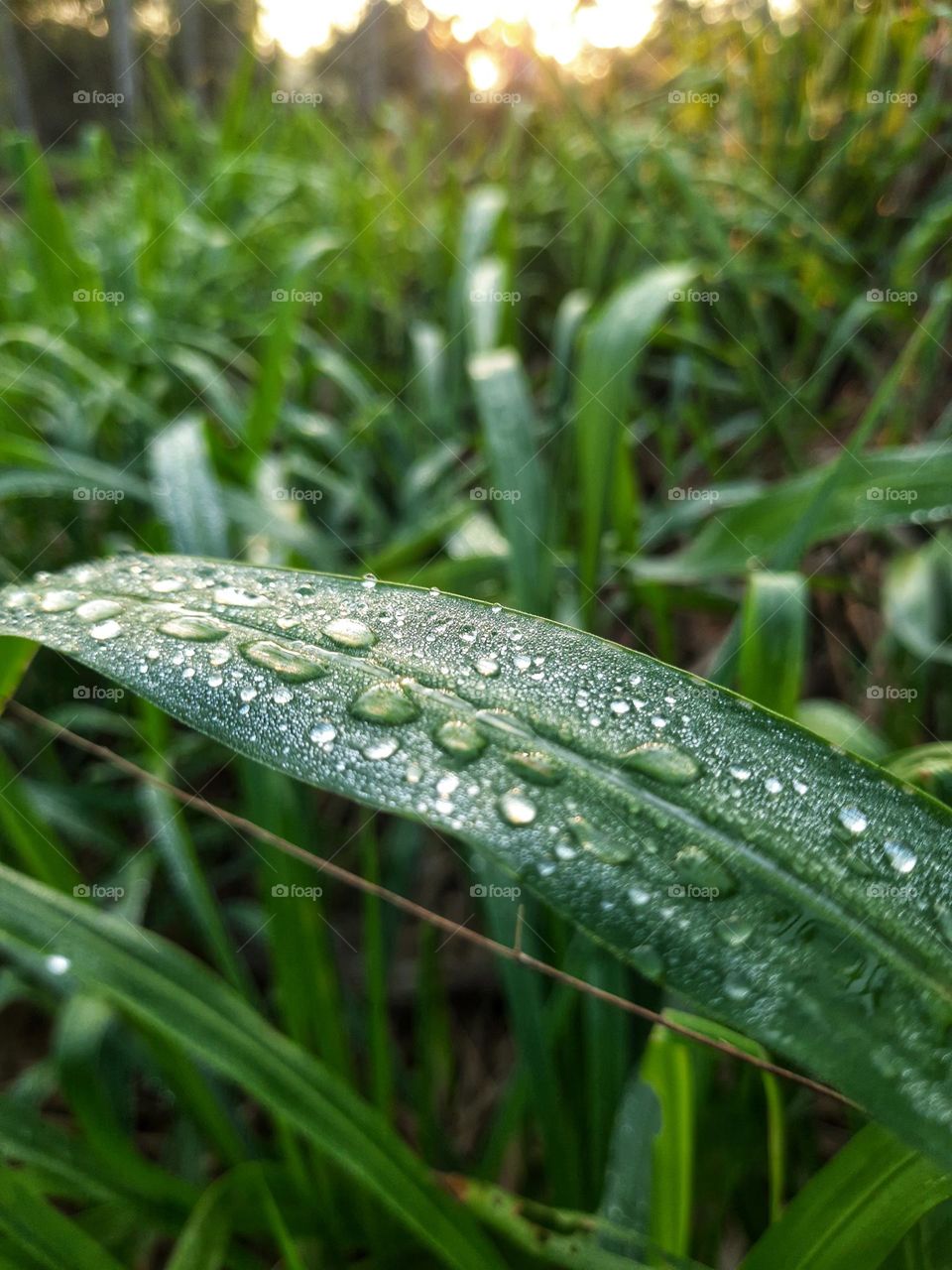 A beautiful morning in Sri Lanka with a beautiful dew drops on the grass leaf