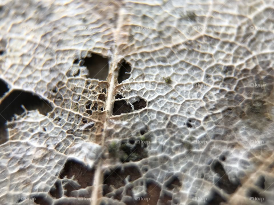 Close-up of damaged leaf