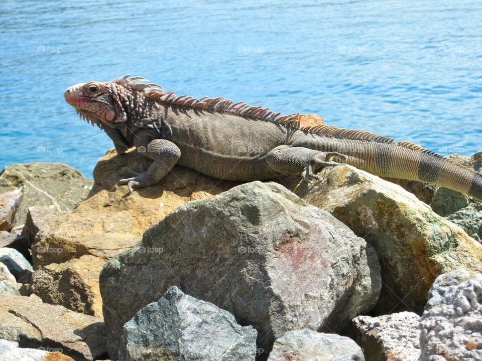 Island Lizard