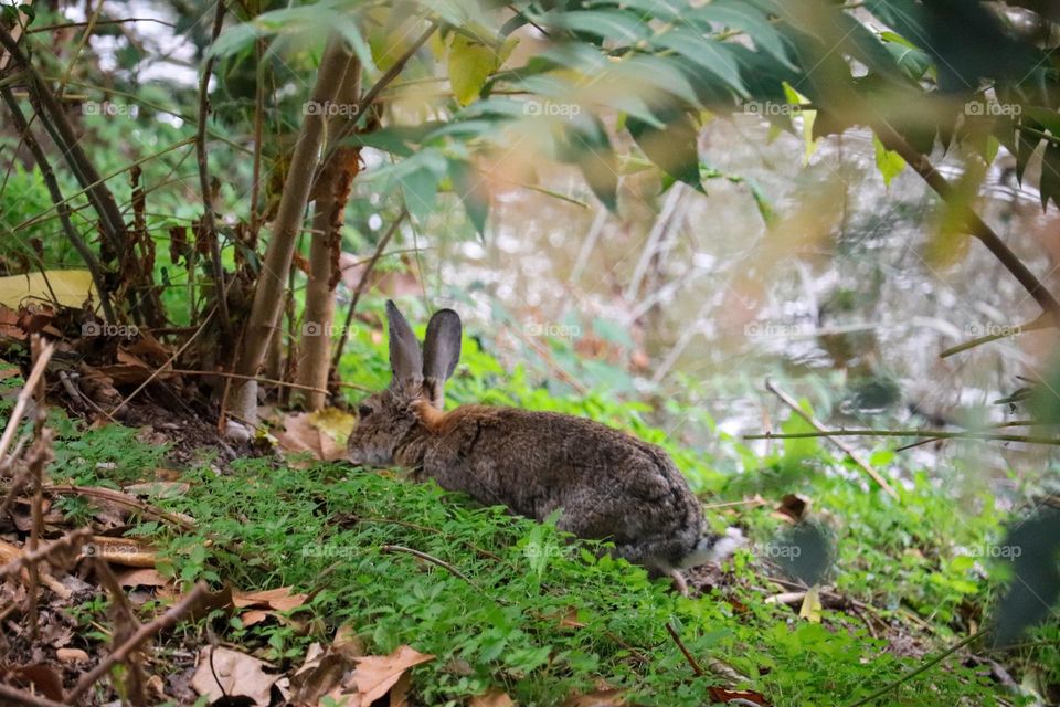 A wild rabbit in a wooded part of the city of Madrid
