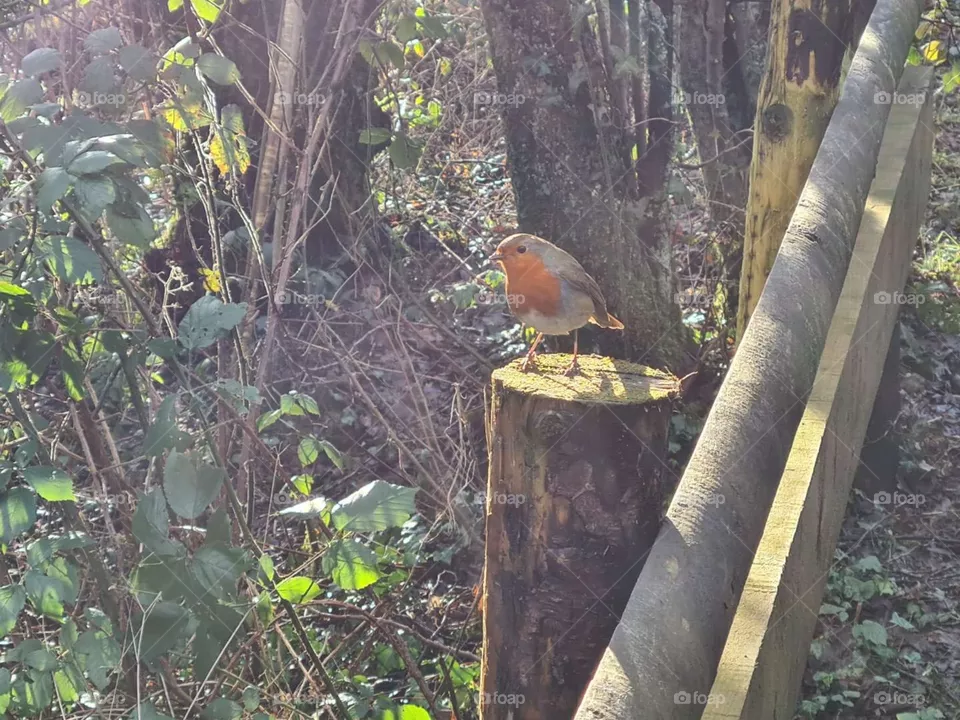Robin