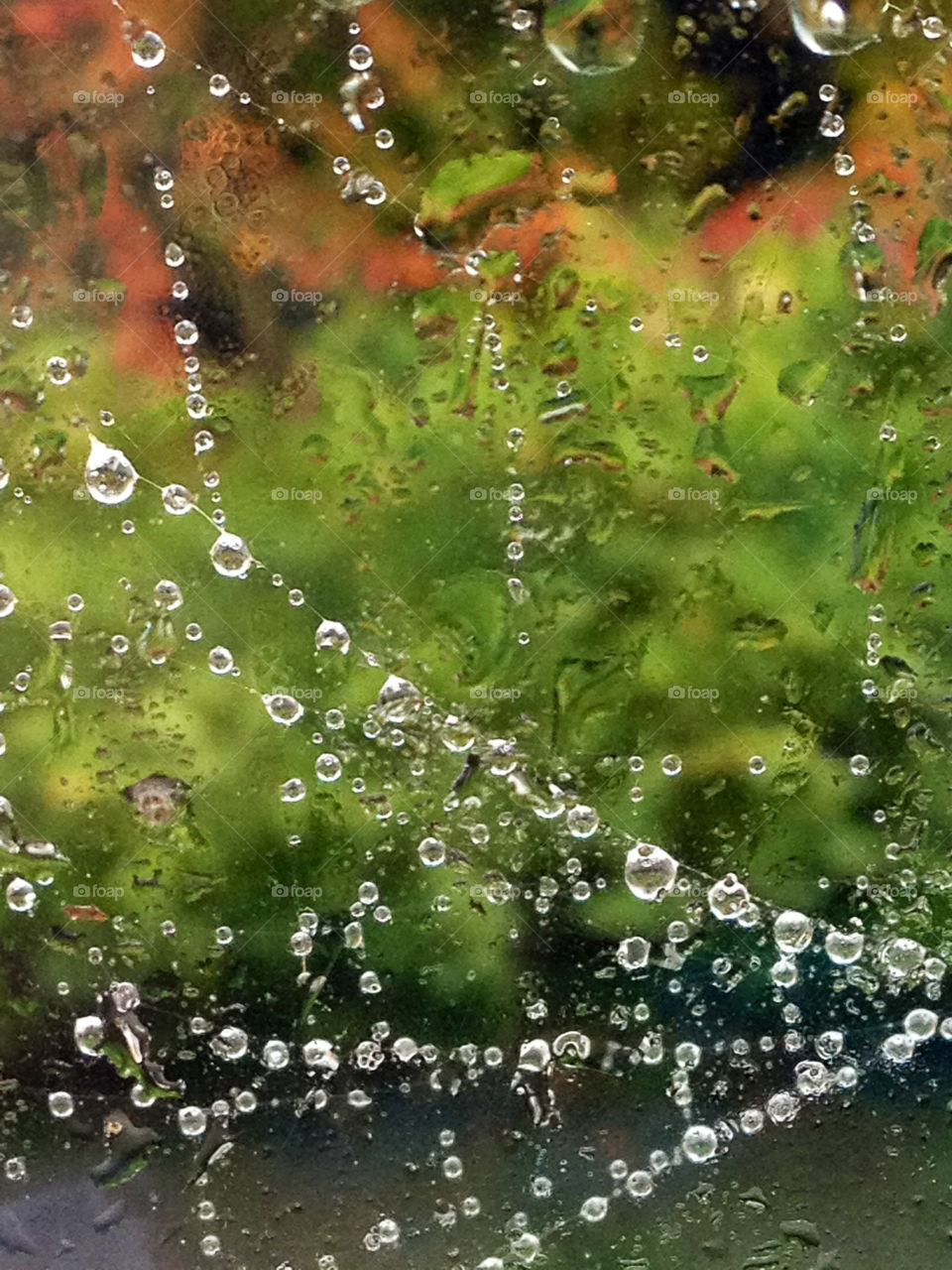 closeup water dew rain by cabday