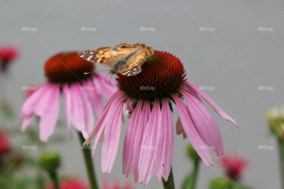 Carolina flowers