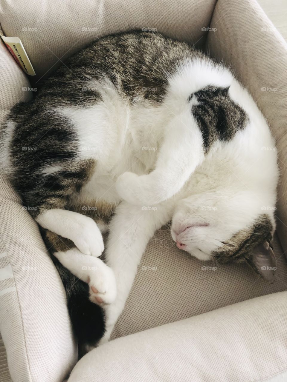 Cat’s sleep
