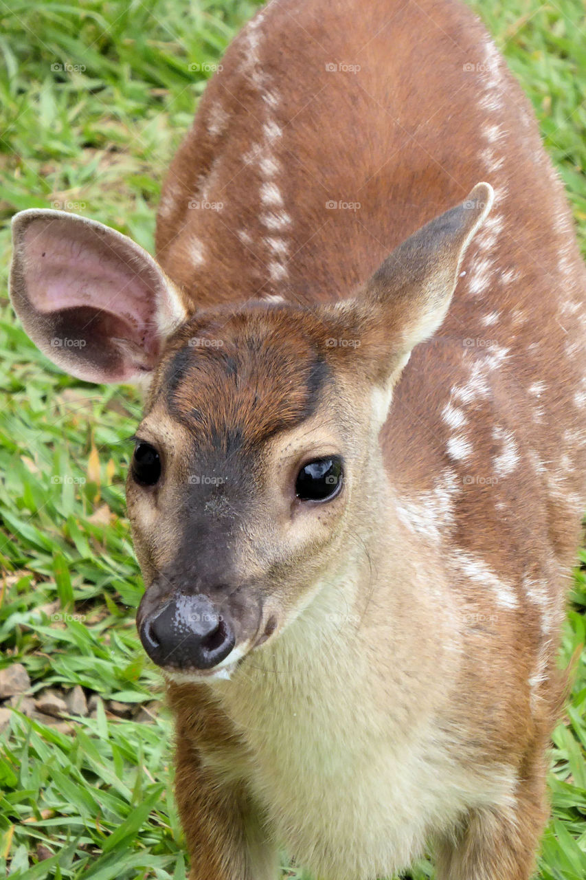 Baby Red Brocket Deer