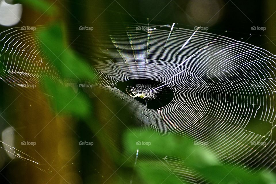 center of the spiderweb