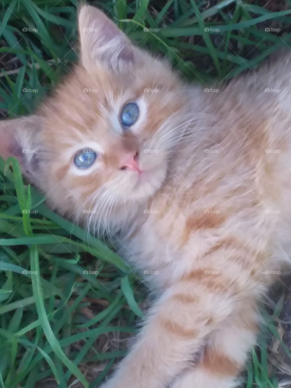Young kitten relaxing on the green grass