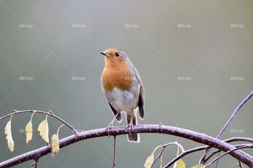 Robin