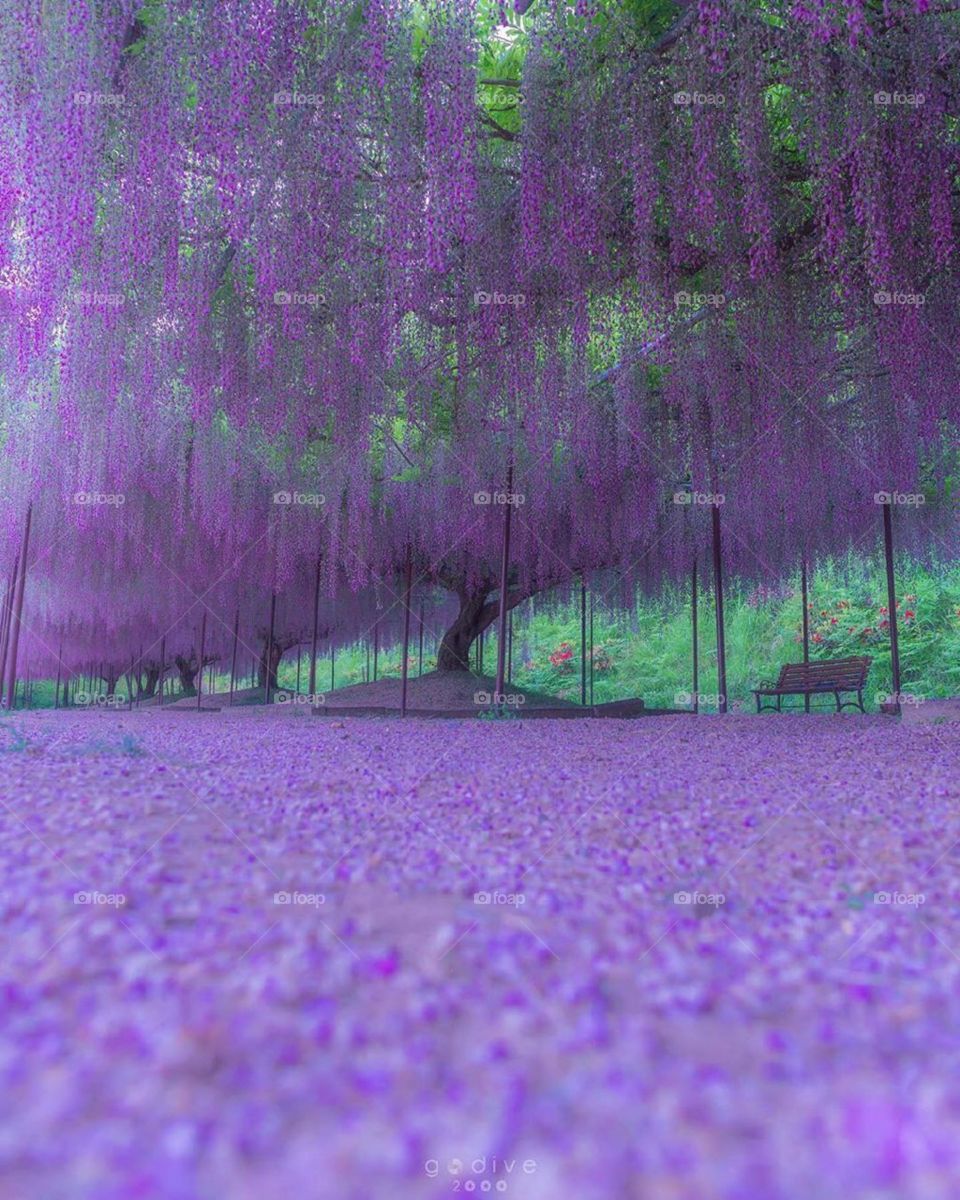 natural purple tree