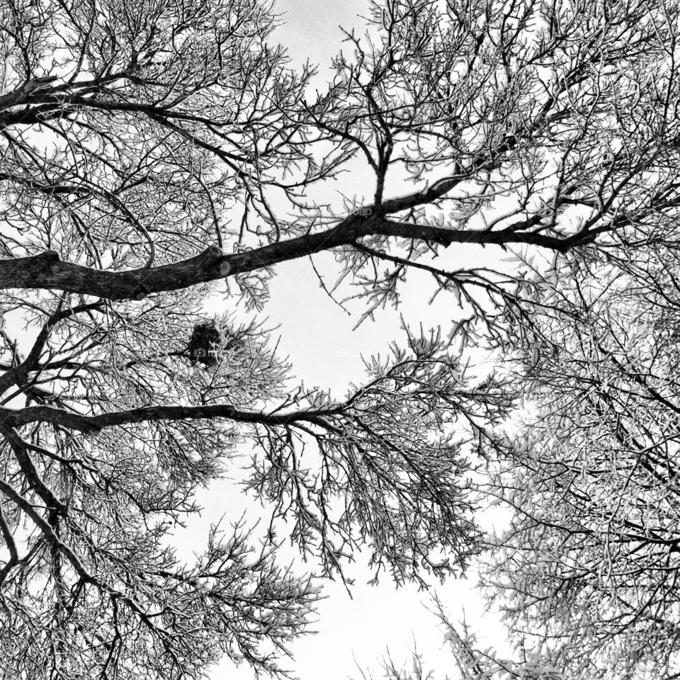 Snowy winter trees.