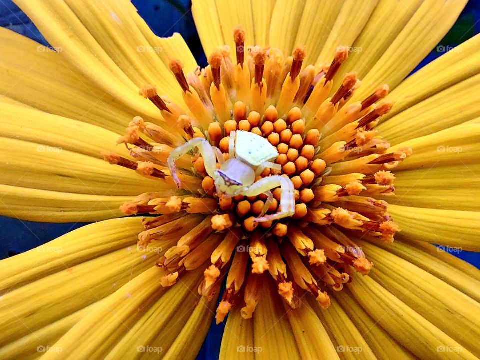 A flower blooms beautifully