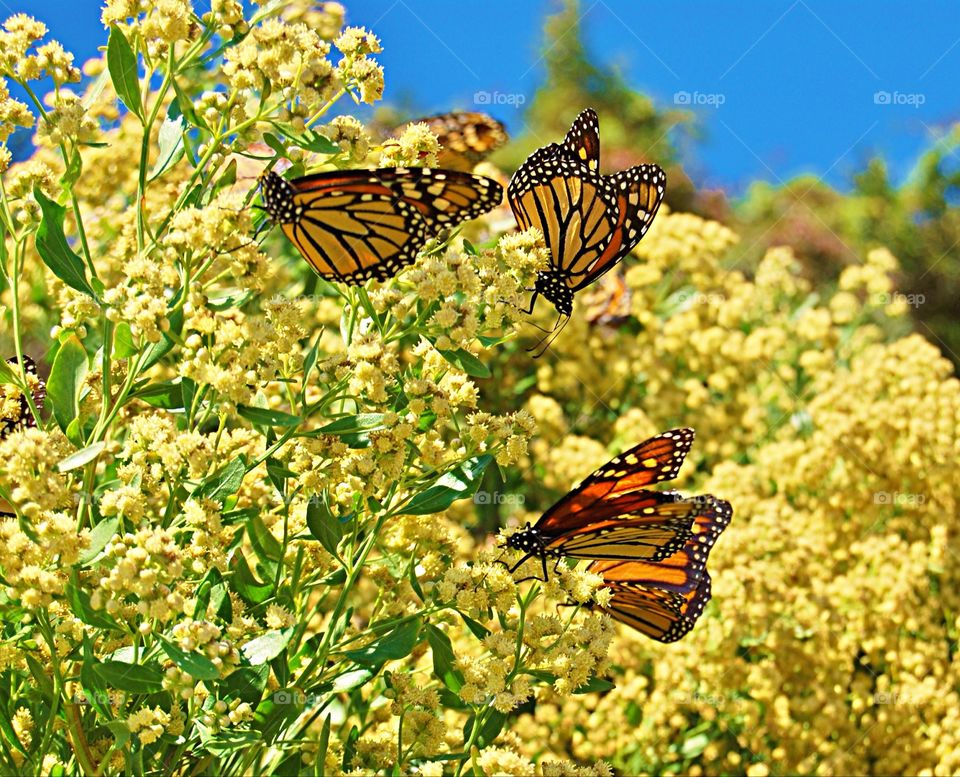 Butterflies on a flower