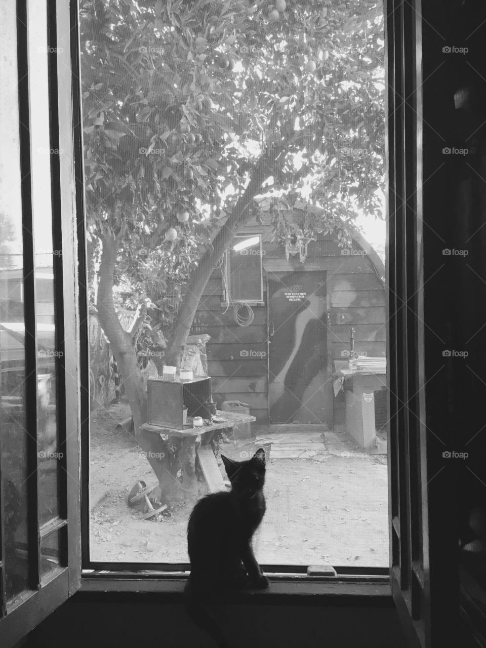 Black Cat in window 