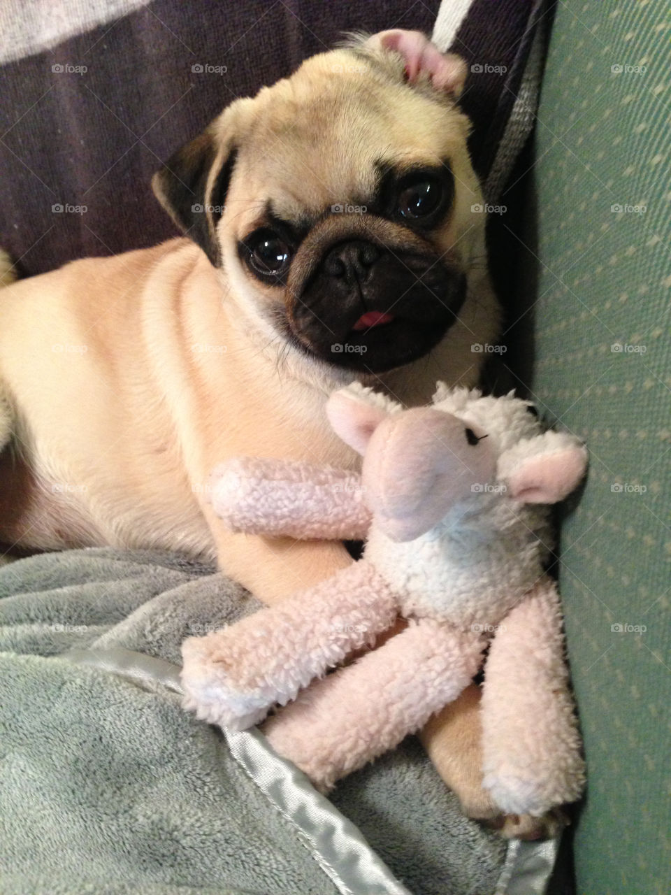 Pug dog with a toy lying on bed