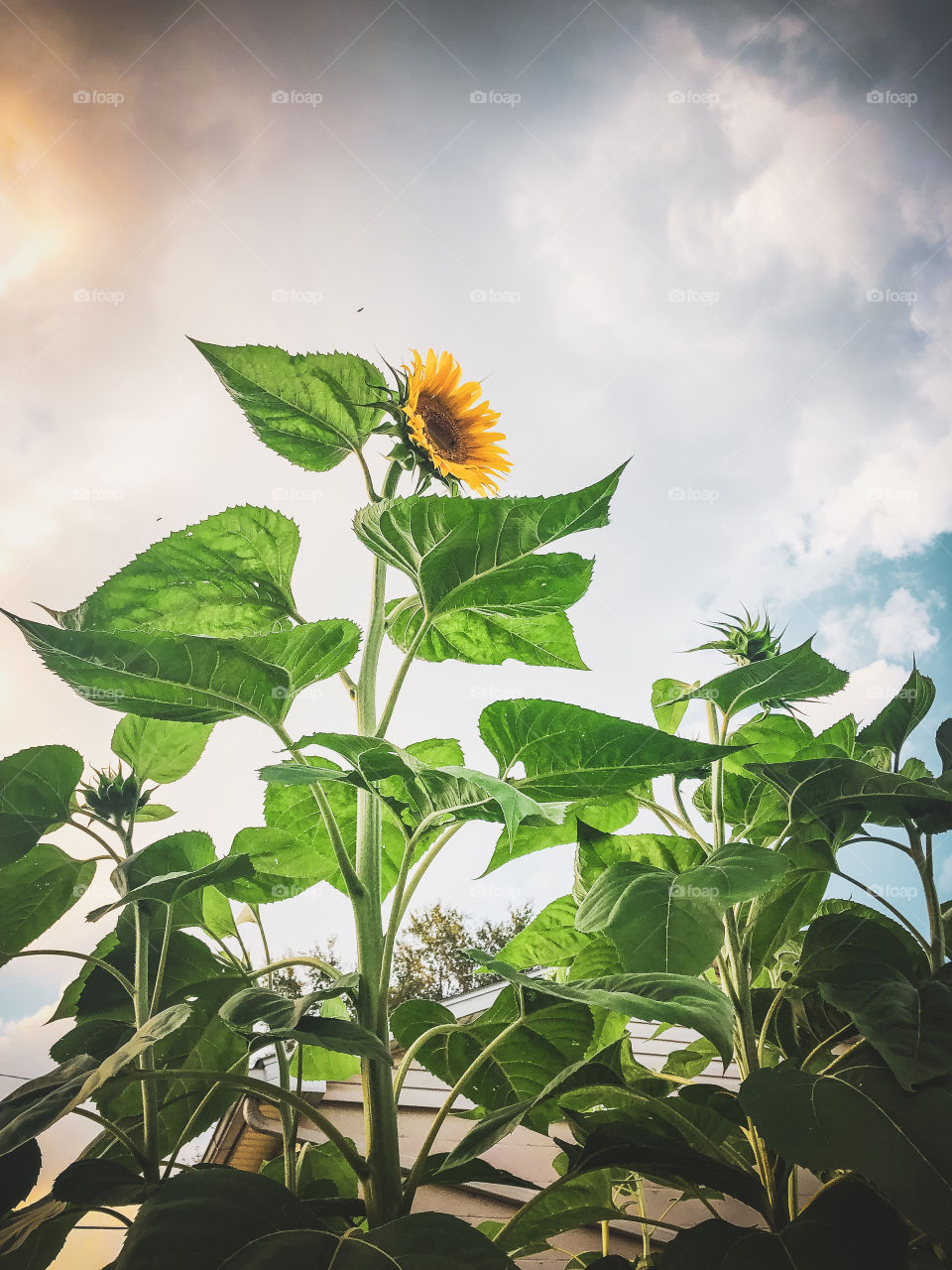 Sunflower