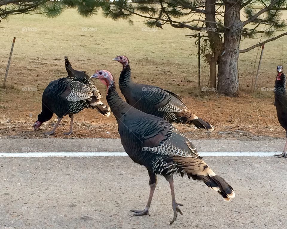 Turkeys on the road. 