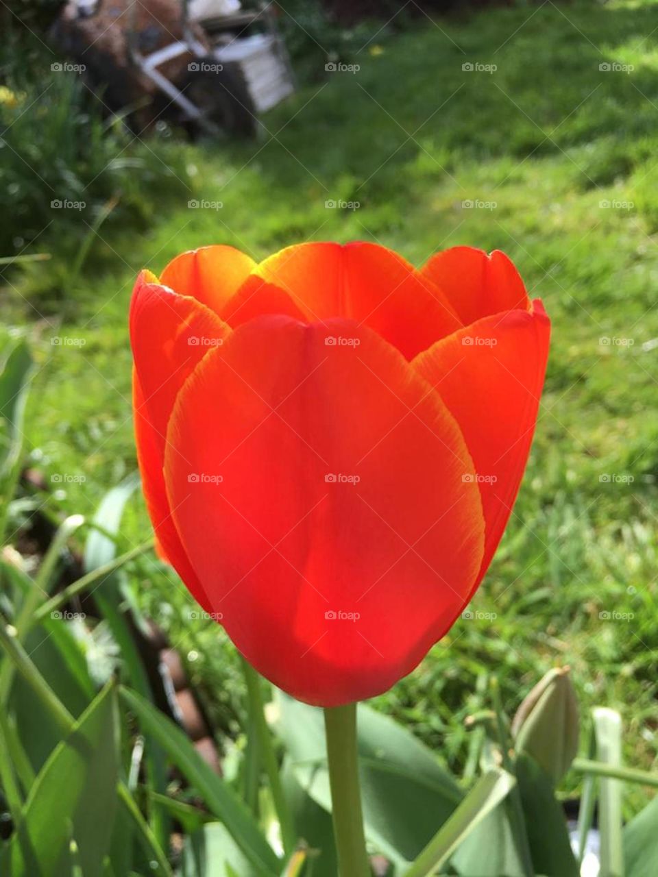 Garden Tulips