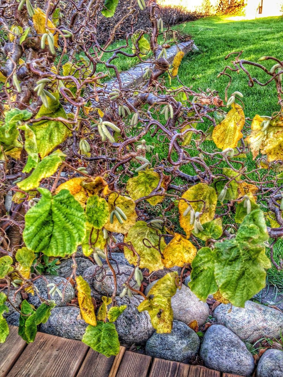 Close-up of yellow leaves