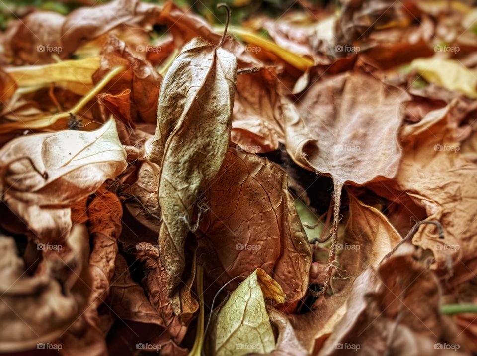 Dry leaves