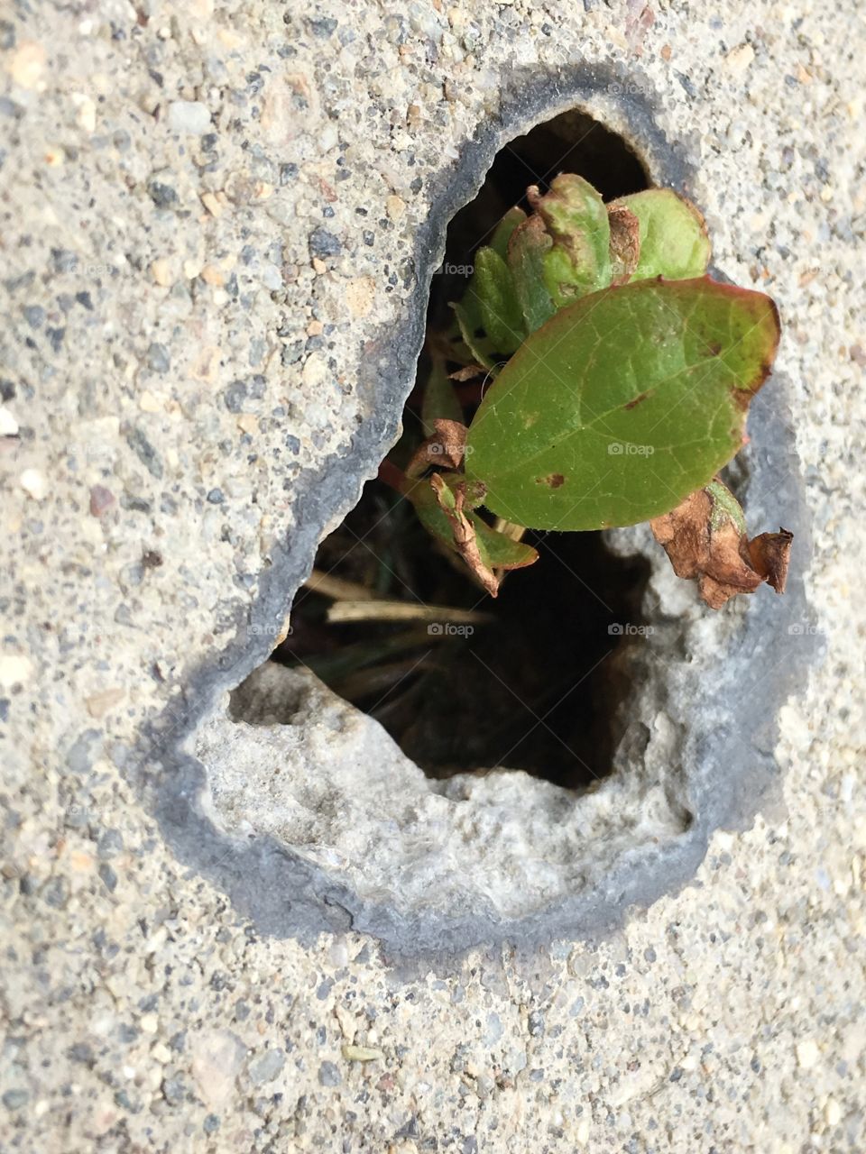 A plant growing through a hole in the sidewalk 
