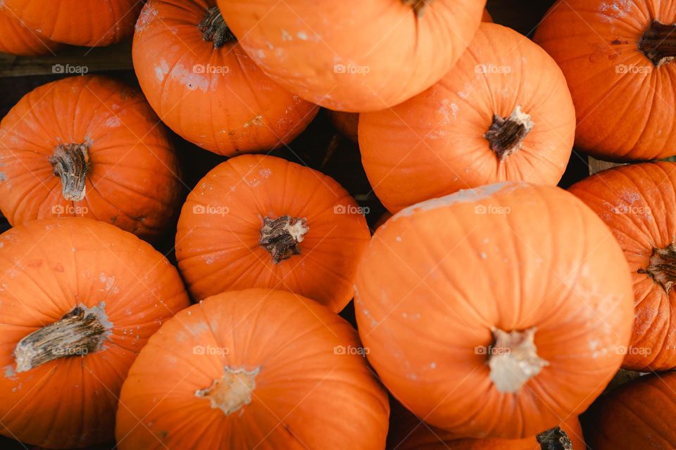 Halloween pumpkins 