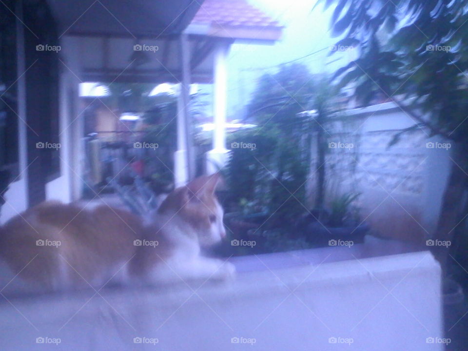 Cat
Bismillaah, Shoghirun lagi istirahat di depan rumah