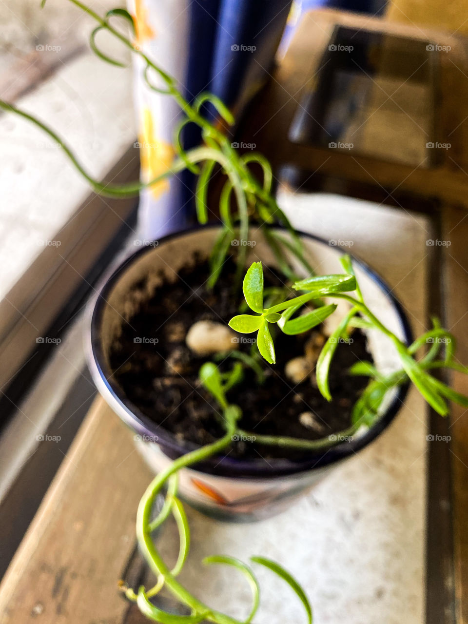 Green baby leaf looking for light