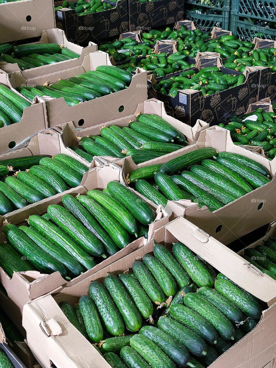 Market.  Crates of fresh cucumbers of different varieties and sizes