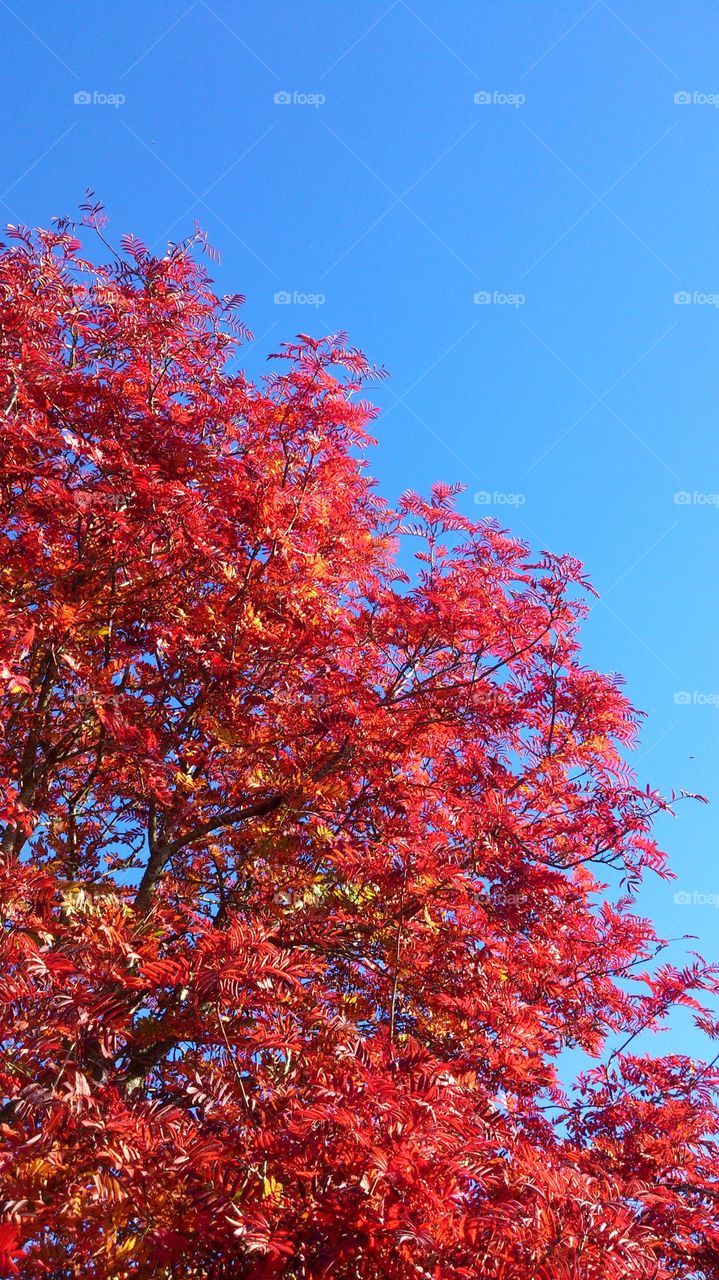 Red tree in fall season. Red tree in fall season