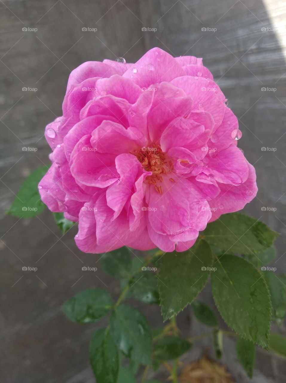 rose flower pink colour looks very beautiful generally found everywhere fresh seasonal