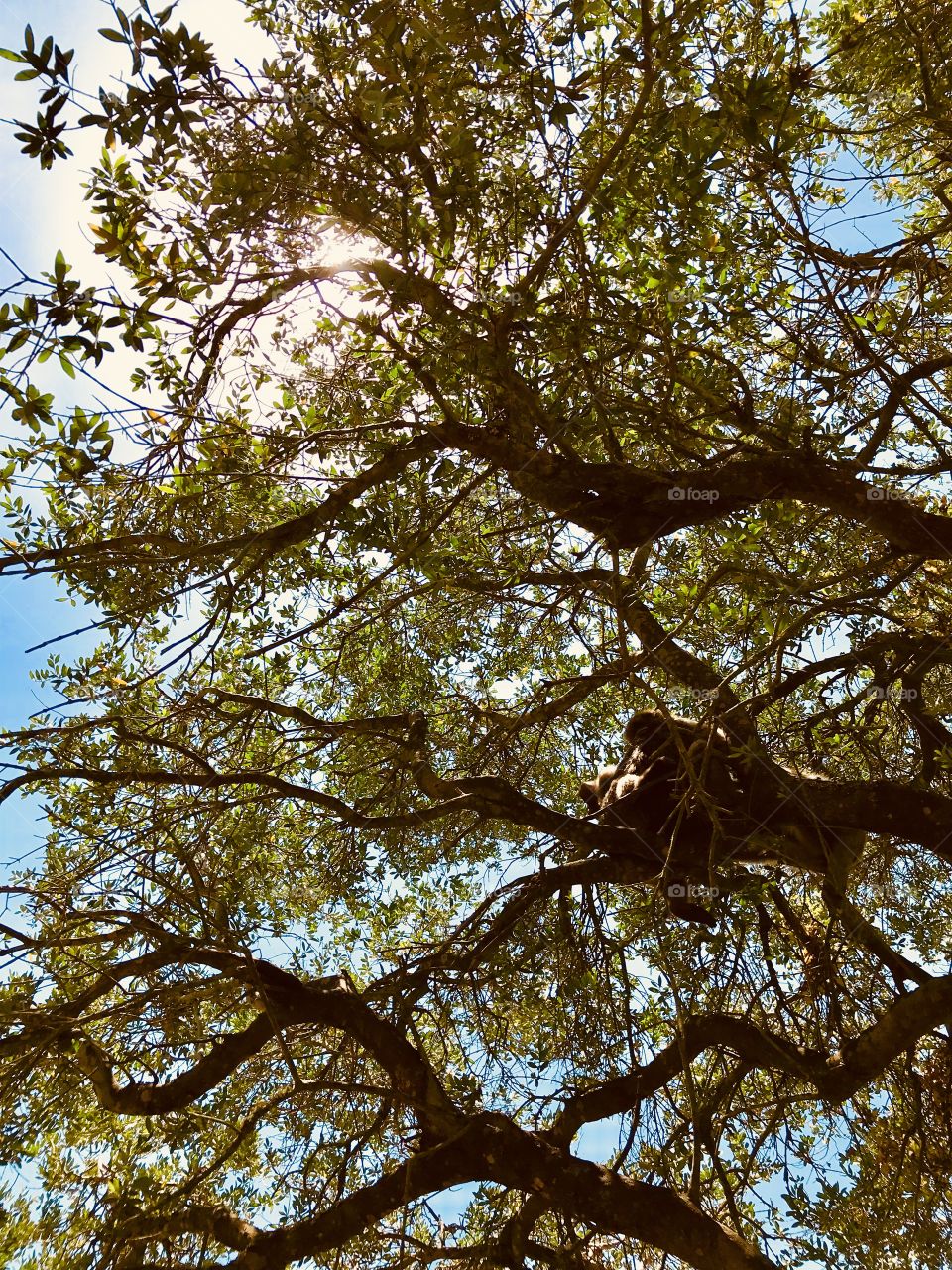 Monkeys chillin in a tree in Gibraltar. 