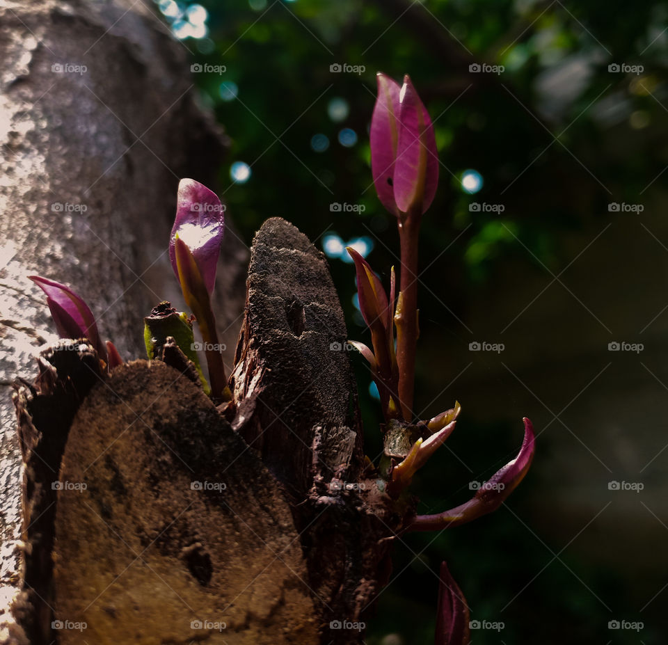 Trees around us
A strong tree stems from tiny shoots that keep growing between the cracks of the hard trunk which teaches that no matter how weak or small you are, life will continue with a passion for growth.