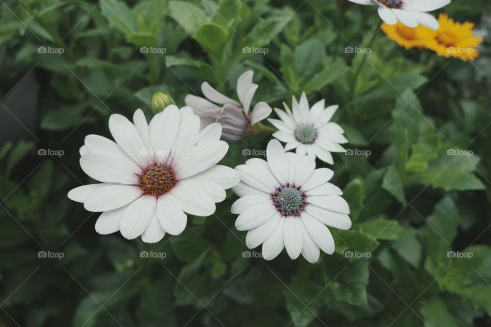 a group of white and yellow flowers in a garden
