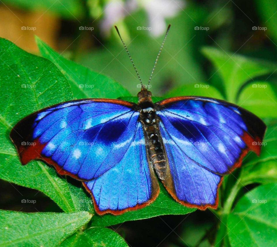 a colorful blue butterfly on the Green leaves