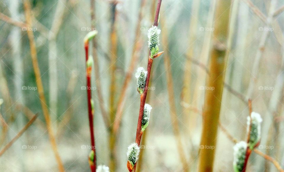 Willows with waterdrops