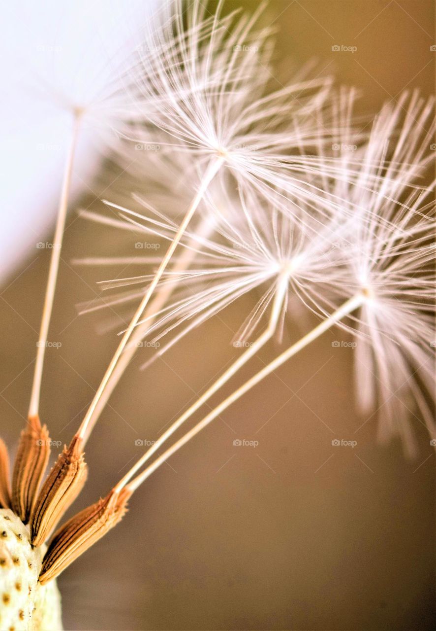 bright and light close-up macro picture from dandelion seeds attached to the flower