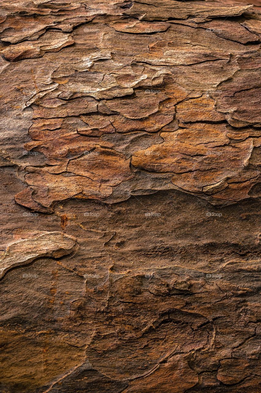 Baumrinde Nahaufnahme