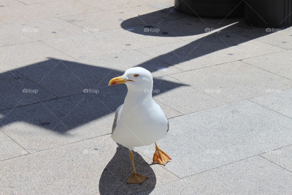 Seagull 